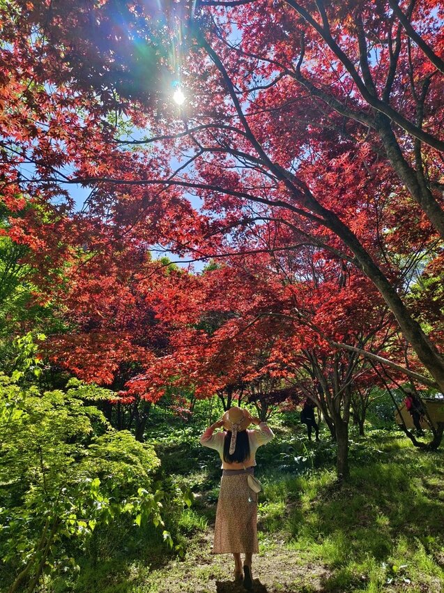 【台中.和平區】福壽山農場四月限定美景賞蘋果花+梨花+紫藤+小葉楓樹。遊客少漫步蘋果園超悠閒