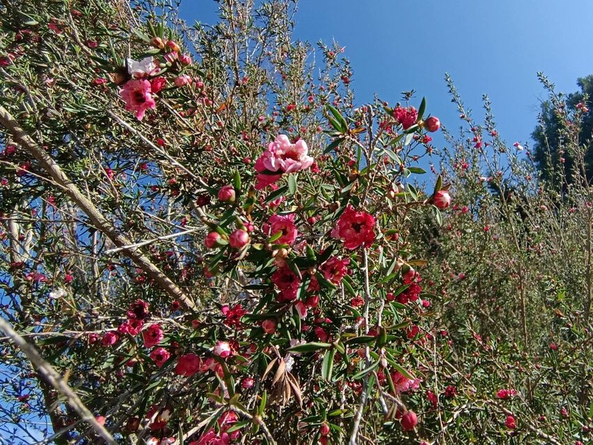 【台中.和平區】福壽山農場四月限定美景賞蘋果花+梨花+紫藤+小葉楓樹。遊客少漫步蘋果園超悠閒