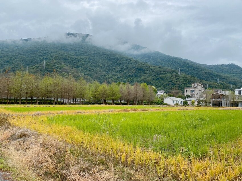 祕境般的吉安鄉間小路：綠色隧道、蓮城請喝蓮花茶、農場草原、落羽松私房景點