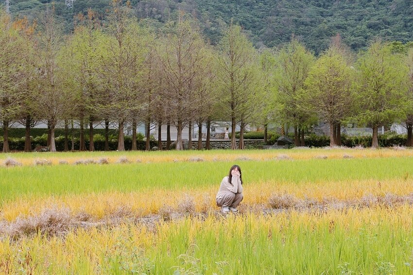 祕境般的吉安鄉間小路：綠色隧道、蓮城請喝蓮花茶、農場草原、落羽松私房景點