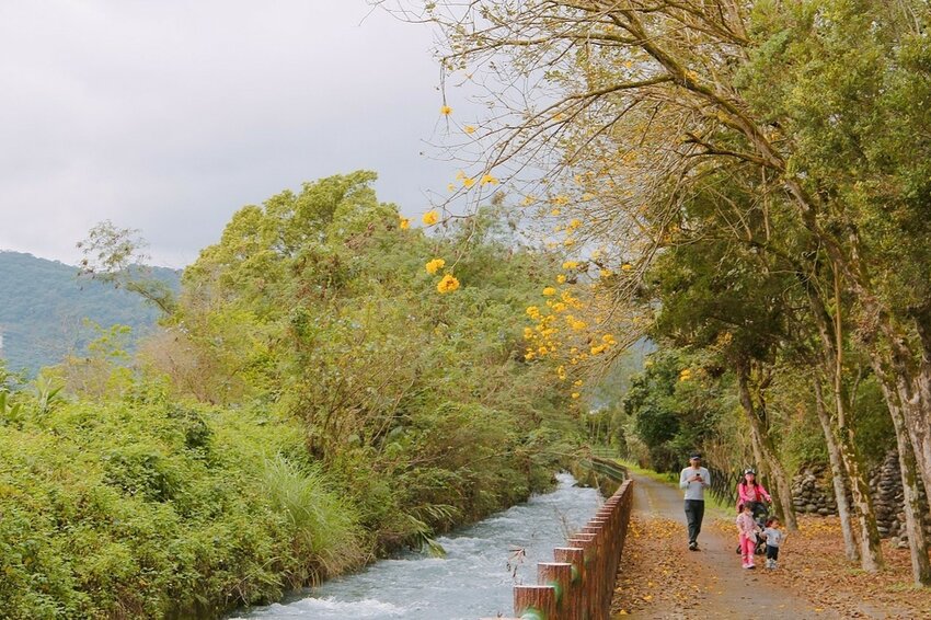 祕境般的吉安鄉間小路：綠色隧道、蓮城請喝蓮花茶、農場草原、落羽松私房景點