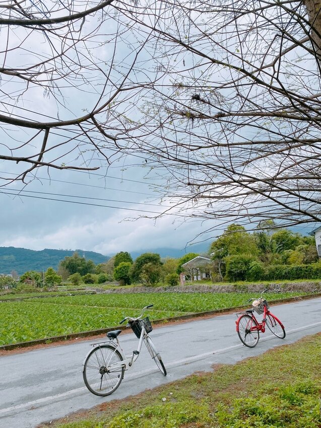 祕境般的吉安鄉間小路：綠色隧道、蓮城請喝蓮花茶、農場草原、落羽松私房景點