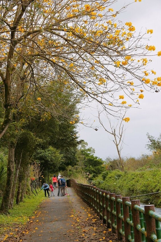 祕境般的吉安鄉間小路：綠色隧道、蓮城請喝蓮花茶、農場草原、落羽松私房景點