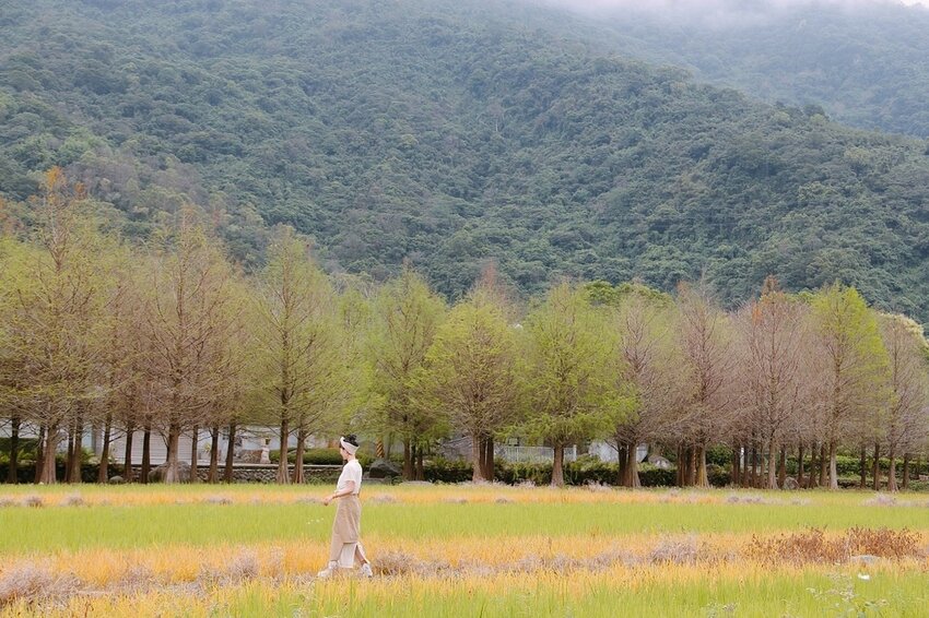 祕境般的吉安鄉間小路：綠色隧道、蓮城請喝蓮花茶、農場草原、落羽松私房景點