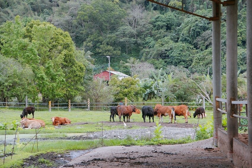 祕境般的吉安鄉間小路：綠色隧道、蓮城請喝蓮花茶、農場草原、落羽松私房景點