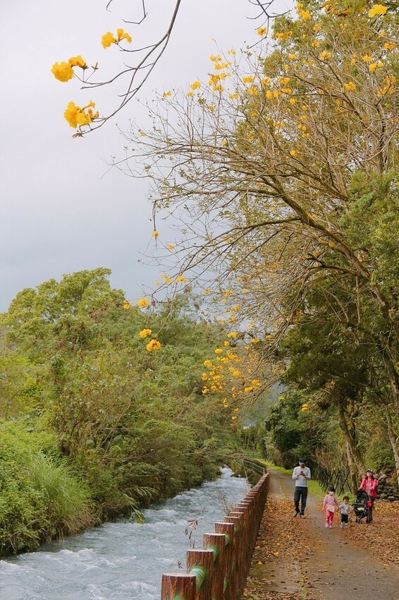 祕境般的吉安鄉間小路：綠色隧道、蓮城請喝蓮花茶、農場草原、落羽松私房景點