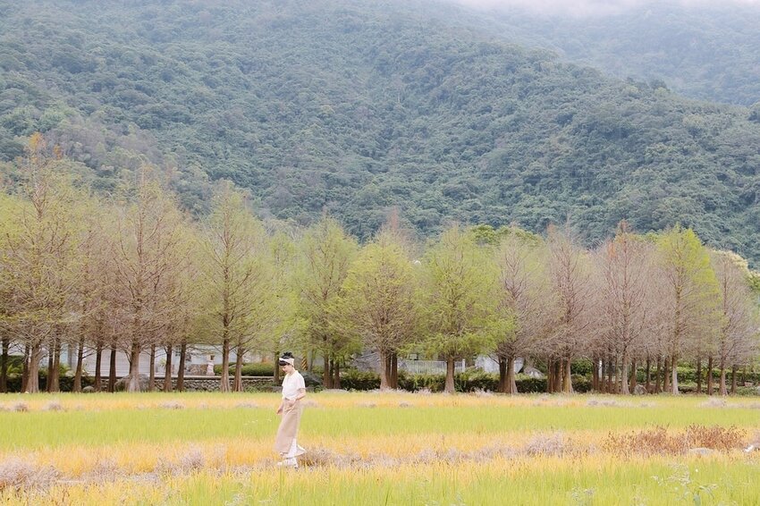 祕境般的吉安鄉間小路：綠色隧道、蓮城請喝蓮花茶、農場草原、落羽松私房景點