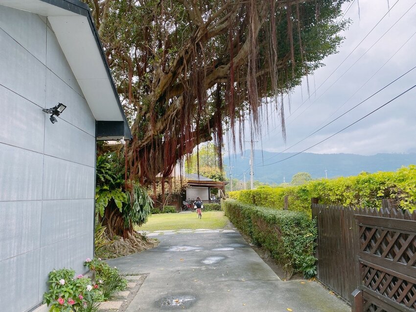 祕境般的吉安鄉間小路：綠色隧道、蓮城請喝蓮花茶、農場草原、落羽松私房景點