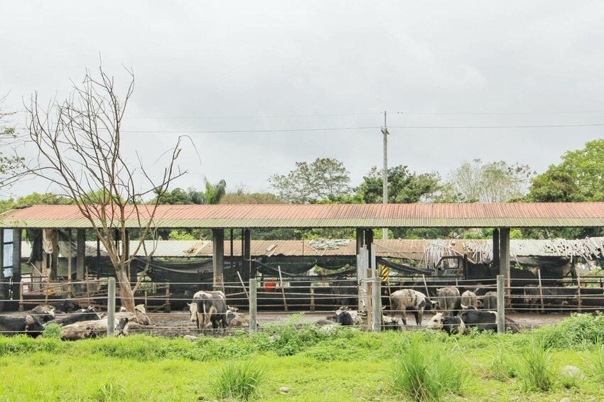 祕境般的吉安鄉間小路：綠色隧道、蓮城請喝蓮花茶、農場草原、落羽松私房景點
