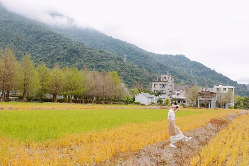 祕境般的吉安鄉間小路：綠色隧道、蓮城請喝蓮花茶、農場草原、落羽松私房景點