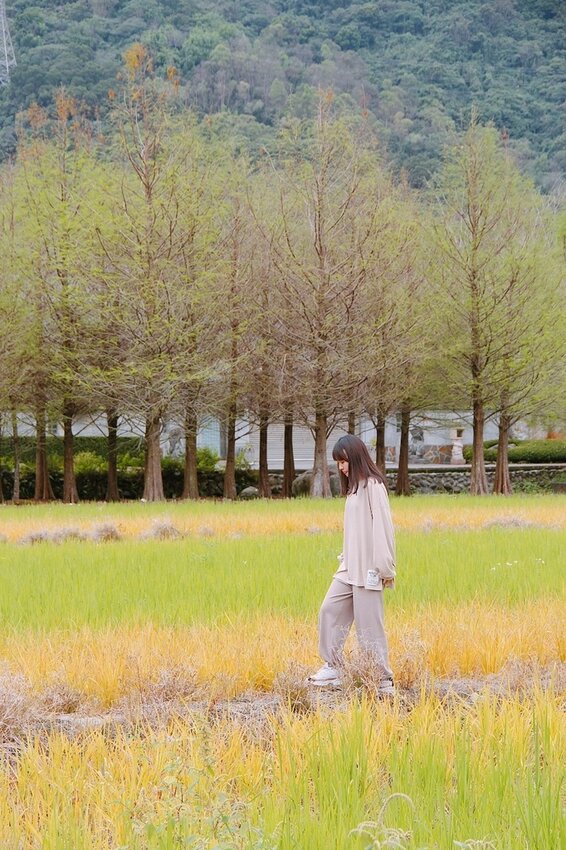 祕境般的吉安鄉間小路：綠色隧道、蓮城請喝蓮花茶、農場草原、落羽松私房景點