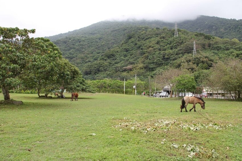 祕境般的吉安鄉間小路：綠色隧道、蓮城請喝蓮花茶、農場草原、落羽松私房景點