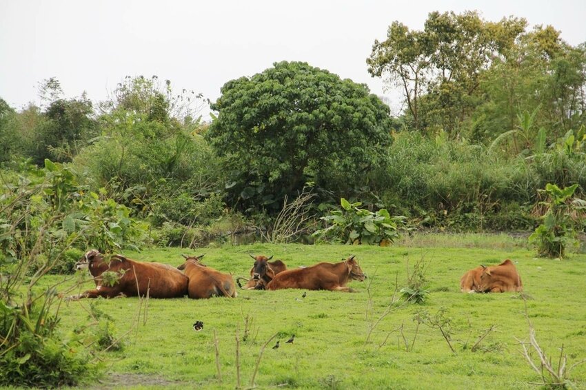 祕境般的吉安鄉間小路：綠色隧道、蓮城請喝蓮花茶、農場草原、落羽松私房景點
