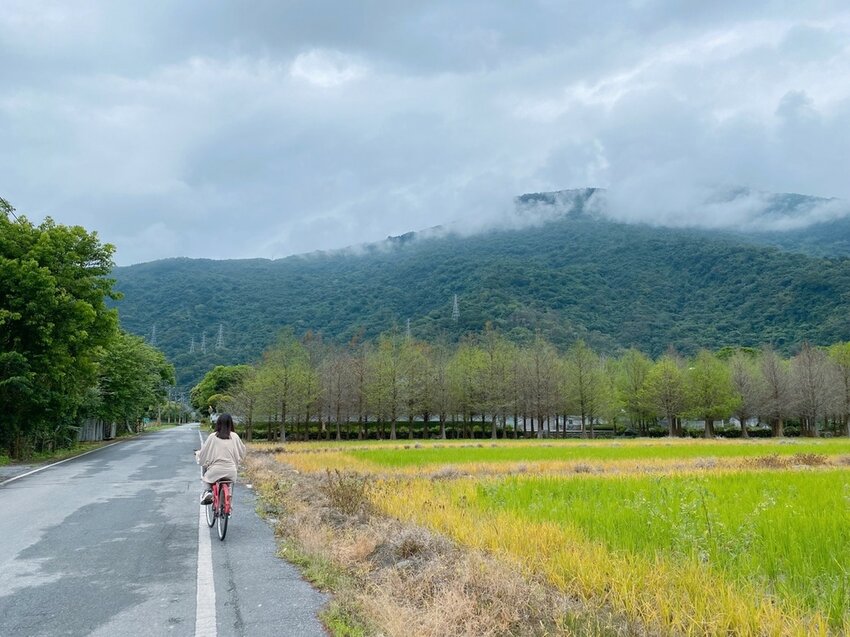 祕境般的吉安鄉間小路：綠色隧道、蓮城請喝蓮花茶、農場草原、落羽松私房景點