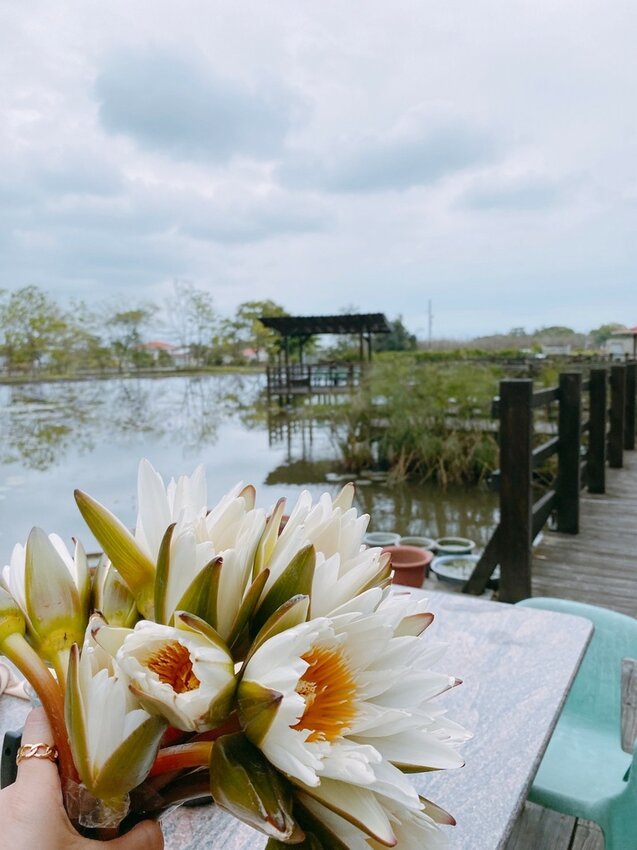 祕境般的吉安鄉間小路：綠色隧道、蓮城請喝蓮花茶、農場草原、落羽松私房景點