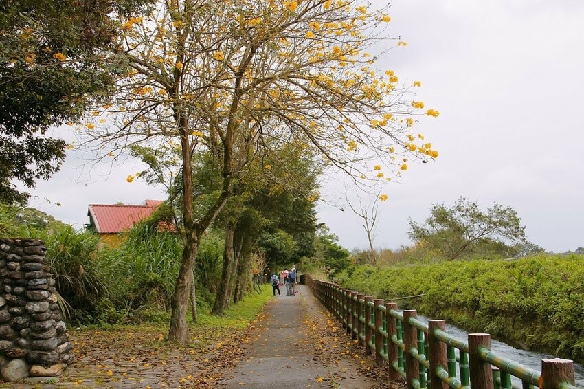 祕境般的吉安鄉間小路：綠色隧道、蓮城請喝蓮花茶、農場草原、落羽松私房景點