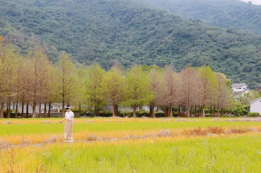祕境般的吉安鄉間小路：綠色隧道、蓮城請喝蓮花茶、農場草原、落羽松私房景點