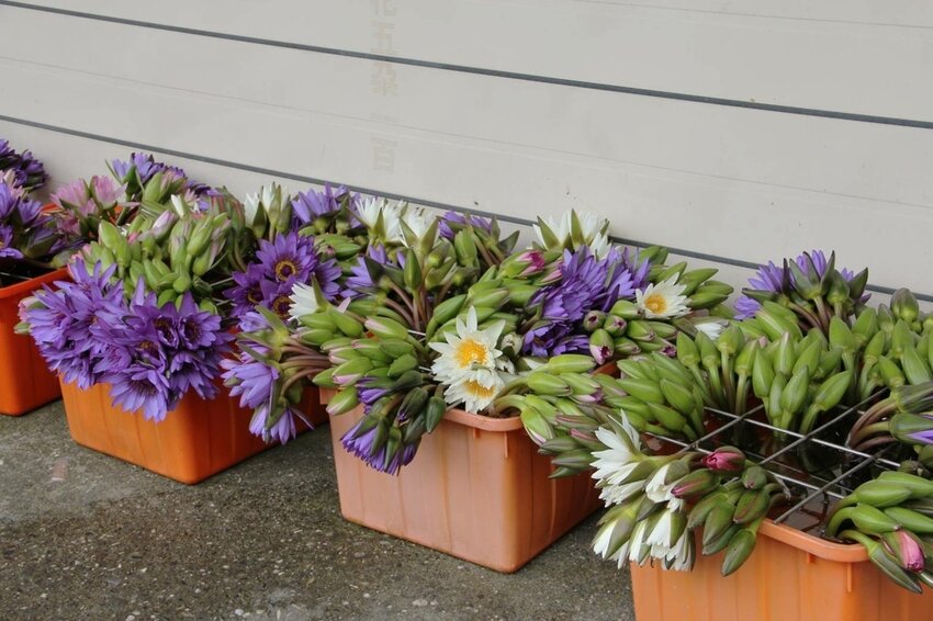 祕境般的吉安鄉間小路：綠色隧道、蓮城請喝蓮花茶、農場草原、落羽松私房景點