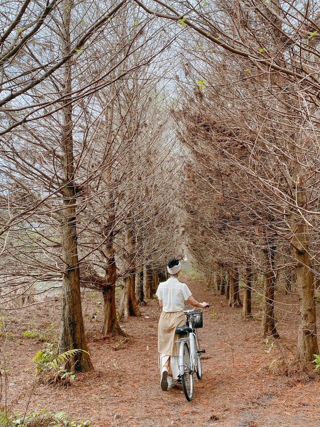 祕境般的吉安鄉間小路：綠色隧道、蓮城請喝蓮花茶、農場草原、落羽松私房景點