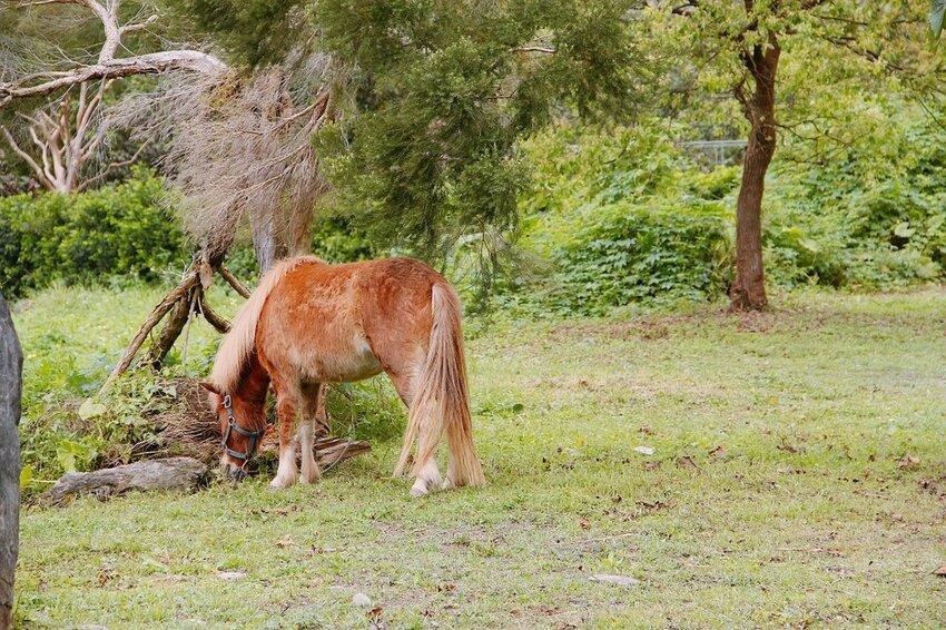 祕境般的吉安鄉間小路：綠色隧道、蓮城請喝蓮花茶、農場草原、落羽松私房景點
