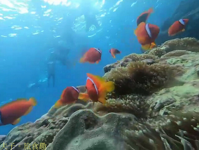 20220327 蘭嶼洞口椰油浮潛水景-2.jpg - 蘭嶼 小丑魚 X 海葵 X 珊瑚 洞口浮潛 20220327