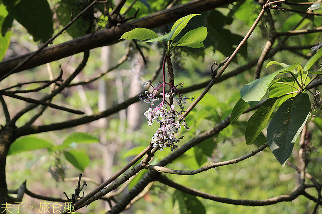 IMG_7150 咬人狗.jpg - 蘭嶼永興農場 夜間生態觀察 20220327