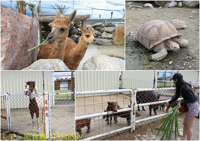 313548589.jpg - 花蓮崇德瑩農場 20220410