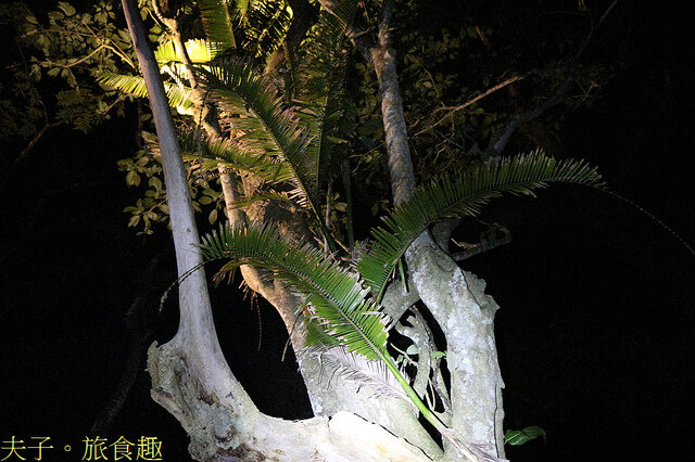 IMG_2440 黃藤.jpg - 蘭嶼永興農場 夜間生態觀察 20220327