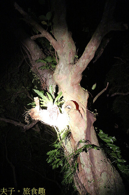 IMG_2425 台東龍眼 番龍眼.jpg - 蘭嶼永興農場 夜間生態觀察 20220327