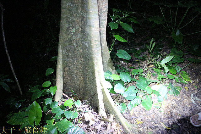 IMG_2428 番龍眼 台東龍眼 板根.jpg - 蘭嶼永興農場 夜間生態觀察 20220327