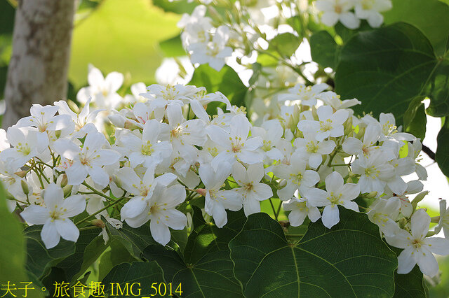 IMG_5014.jpg - 台東鹿野龍田阿度的店 20220312