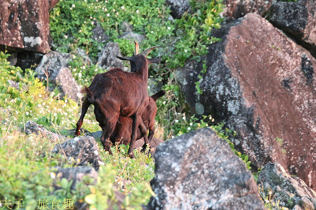 IMG_2353.jpg - 蘭嶼椰油部落虎頭坡 20220326