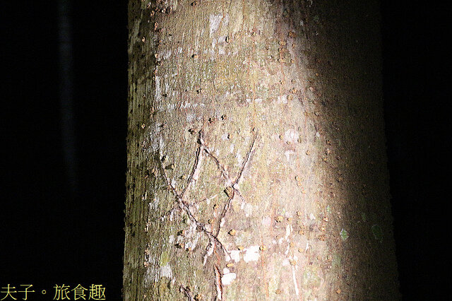 IMG_2421.jpg - 蘭嶼永興農場 夜間生態觀察 20220327