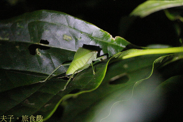 IMG_2533-1 蘭嶼大葉螽斯.jpg - 蘭嶼永興農場 夜間生態觀察 20220327