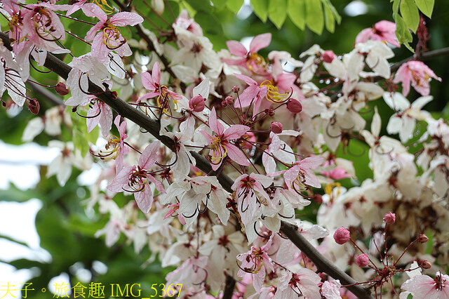 IMG_5367.jpg - 台東娜路灣鐵路步道 20220412