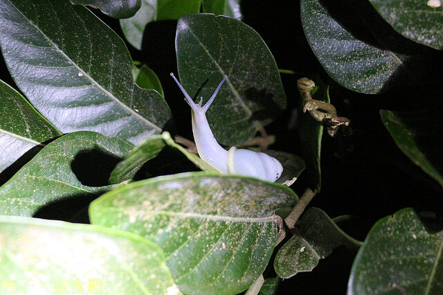 IMG_2510 蘭嶼光澤蝸牛.jpg - 蘭嶼永興農場 夜間生態觀察 20220327