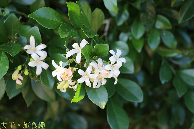 IMG_3856 月橘.jpg - 蘭嶼永興農場 夜間生態觀察 20220327