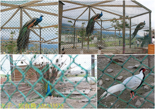 326133535.jpg - 花蓮崇德瑩農場 20220410