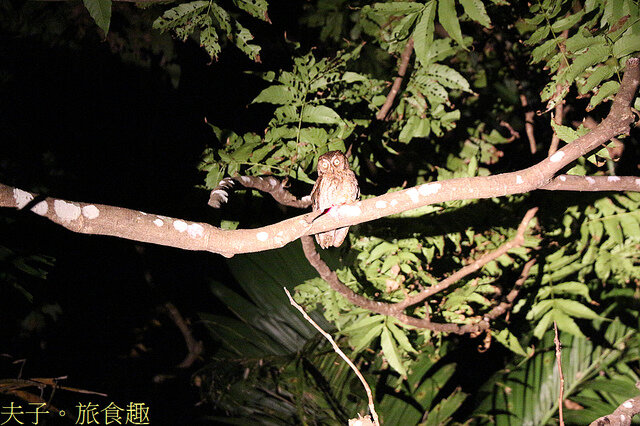 IMG_2412 蘭嶼角鴞.jpg - 蘭嶼永興農場 夜間生態觀察 20220327