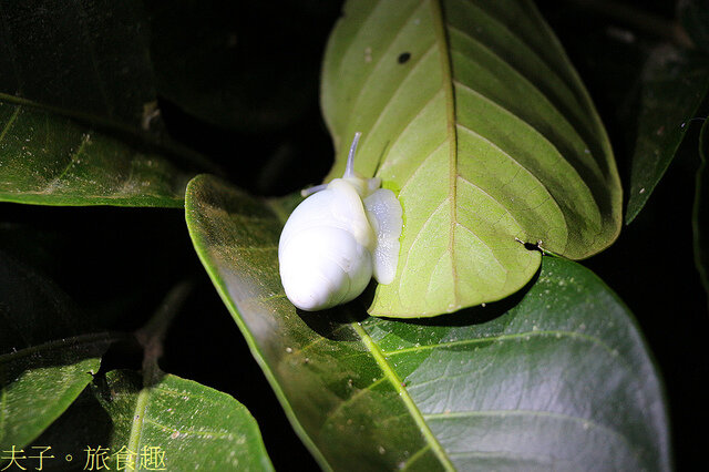 IMG_2494 蘭嶼光澤蝸牛.jpg - 蘭嶼永興農場 夜間生態觀察 20220327