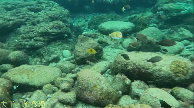 20220327 蘭嶼洞口椰油浮潛水景-1.jpg - 蘭嶼 小丑魚 X 海葵 X 珊瑚 洞口浮潛 20220327