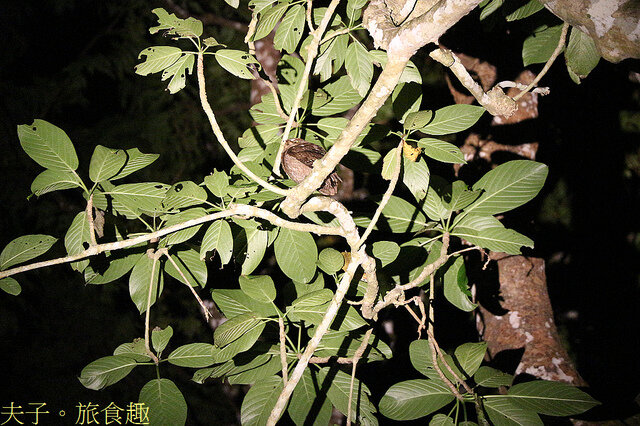 IMG_2457 蘭嶼角鴞 咬人狗.jpg - 蘭嶼永興農場 夜間生態觀察 20220327