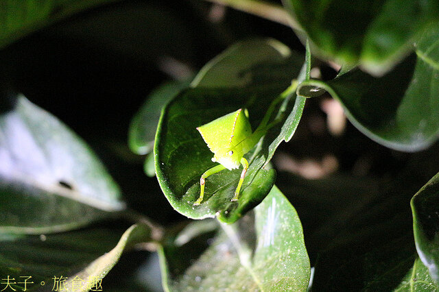 IMG_2547 蘭嶼大葉螽斯.jpg - 蘭嶼永興農場 夜間生態觀察 20220327