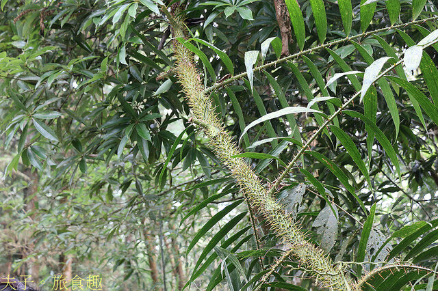 IMG_6982 黃藤.jpg - 蘭嶼永興農場 夜間生態觀察 20220327