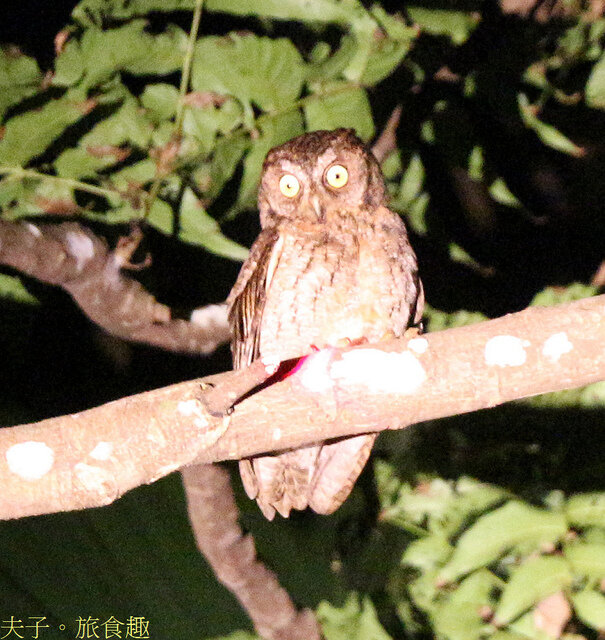 IMG_2412-1 蘭嶼角鴞.jpg - 蘭嶼永興農場 夜間生態觀察 20220327