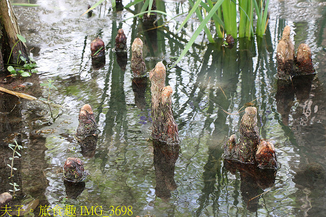 IMG_3698.jpg - 花蓮雲山水植物農場 20220411