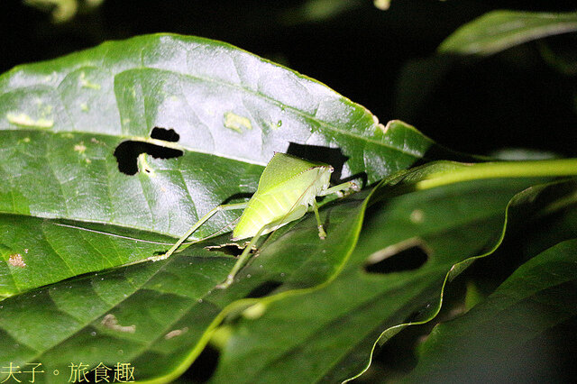 IMG_2532 蘭嶼大葉螽斯.jpg - 蘭嶼永興農場 夜間生態觀察 20220327