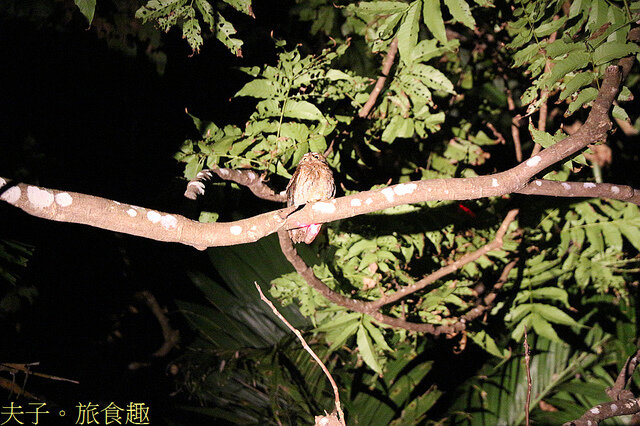 IMG_2415 蘭嶼角鴞.jpg - 蘭嶼永興農場 夜間生態觀察 20220327