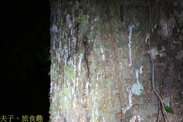 IMG_2459.jpg - 蘭嶼永興農場 夜間生態觀察 20220327