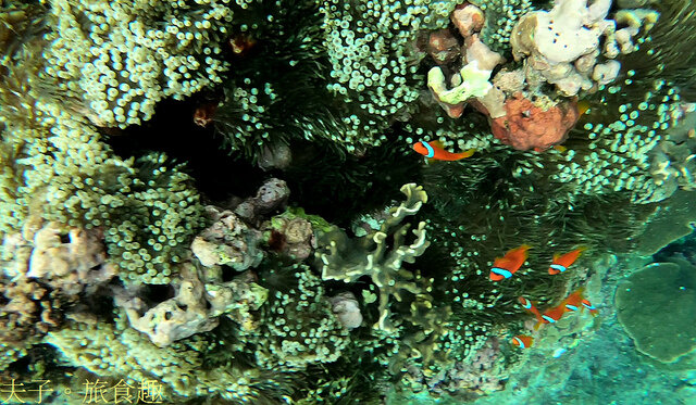 蘭嶼洞口浮潛-3.jpg - 蘭嶼 小丑魚 X 海葵 X 珊瑚 洞口浮潛 20220327